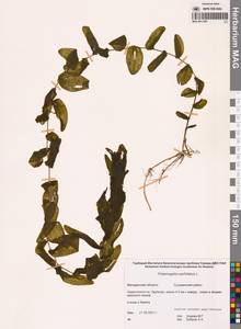 Рдест пронзеннолистный, Рдест стеблеобъемлющий L., Сибирь, Чукотка и Камчатка (S7) (Россия)
