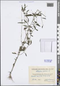 Лебеда раскидистая L., Восточная Европа, Северо-Украинский район (E11) (Россия)