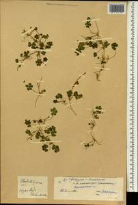 Hydrocotyle dichondroides Makino, Зарубежная Азия (ASIA) (КНР)
