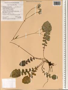 Crepis fraasii Sch. Bip., Зарубежная Азия (ASIA) (Кипр)
