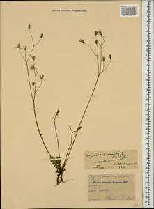 Crepis sancta subsp. sancta, Кавказ, Северная Осетия, Ингушетия и Чечня (K1c) (Россия)