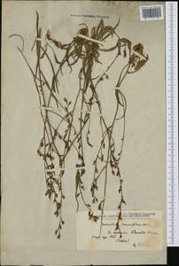 Asyneuma limonifolium (L.) Janch., Западная Европа (EUR) (Сербия)