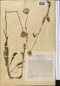 Klasea marginata (Tausch) Kitag., Средняя Азия и Казахстан, Джунгарский Алатау и Тарбагатай (M5) (Казахстан)