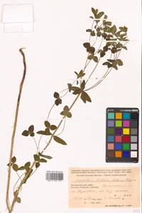 Молочай рощевый Rupr., Сибирь, Дальний Восток (S6) (Россия)