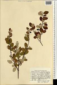 Кизильник черноплодный G.Lodd., Монголия (MONG) (Монголия)