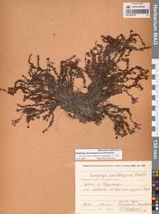 Камнеломка аянская (Sipliv.) Vorosch., Сибирь, Чукотка и Камчатка (S7) (Россия)