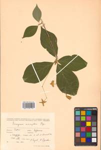 Бересклет большекрылый Rupr., Сибирь, Дальний Восток (S6) (Россия)