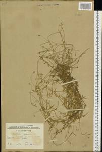 Звездчатка злаковая, Звездчатка злаковидная L., Восточная Европа, Южно-Украинский район (E12) (Украина)