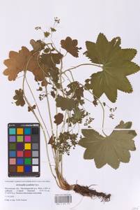 Манжетка обыкновенная L., Восточная Европа, Московская область и Москва (E4a) (Россия)