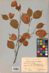 Prunus nipponica var. kurilensis (Miyabe) E. H. Wilson, Сибирь, Дальний Восток (S6) (Россия)