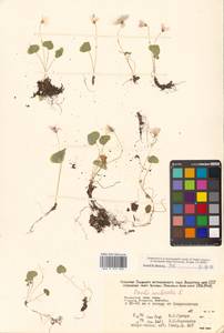 Кислица обыкновенная L., Сибирь, Дальний Восток (S6) (Россия)