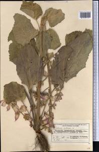 Шалфей мускатный L., Средняя Азия и Казахстан, Западный Тянь-Шань и Каратау (M3) (Казахстан)