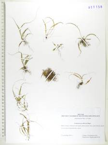 Кривокучник сибирский Sa.Kurata, Сибирь, Дальний Восток (S6) (Россия)