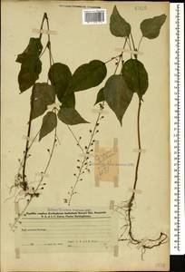 Двулепестник парижский, Цирцея парижская L., Кавказ, Азербайджан (K6) (Азербайджан)