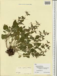 Viola ×kiliensis E. H. L. Krause, Восточная Европа, Западный район (E3) (Россия)