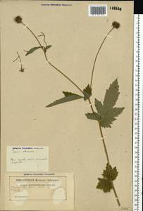 Гравилат городской L., Восточная Европа, Белоруссия (E3a) (Белоруссия)