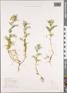 Горошек паннонский Crantz, Кавказ, Краснодарский край и Адыгея (K1a) (Россия)