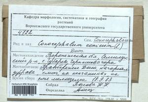Conocephalum conicum (L.) Dumort., Гербарий мохообразных, Мхи - Центральное Черноземье (B10) (Россия)