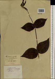 Ломонос цельнолистный L., Сибирь, Западный (Казахстанский) Алтай (S2a) (Казахстан)