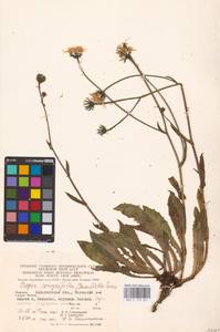 Crepis pyrenaica (L.) Greuter, Восточная Европа, Западно-Украинский район (E13) (Украина)