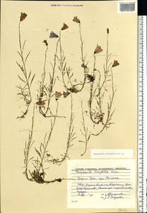 Колокольчик круглолистный L., Восточная Европа, Восточный район (E10) (Россия)