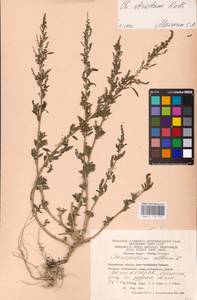 Chenopodium betaceum Andrz., Восточная Европа, Восточный район (E10) (Россия)
