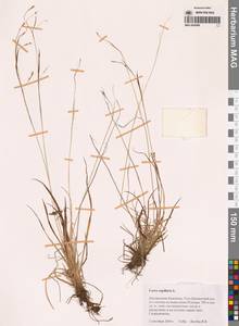 Осока волосовидная L., Сибирь, Чукотка и Камчатка (S7) (Россия)