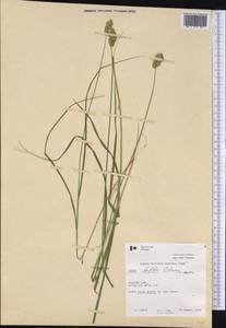 Carex bebbii (L.H.Bailey) Olney ex Fernald, Америка (AMER) (Канада)