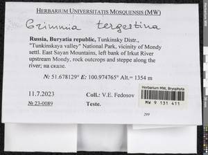 Grimmia tergestina Tomm. ex Bruch & Schimp., Гербарий мохообразных, Мхи - Прибайкалье и Забайкалье (B18) (Россия)