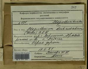 Plagiothecium denticulatum (Hedw.) Schimp., Гербарий мохообразных, Мхи - Центральное Черноземье (B10) (Россия)