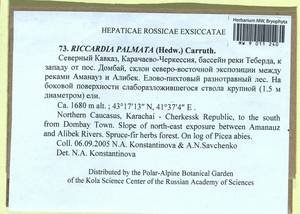 Riccardia palmata (Hedw.) Carruth., Гербарий мохообразных, Мхи - Северный Кавказ и Предкавказье (B12) (Россия)