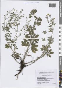 Лапчатка холмовая Wibel, Восточная Европа, Центральный лесостепной район (E6) (Россия)