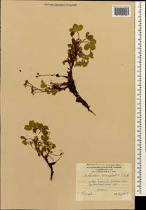 Сиббальдия мелкоцветковая Willd., Кавказ, Южная Осетия (K4b) (Южная Осетия)