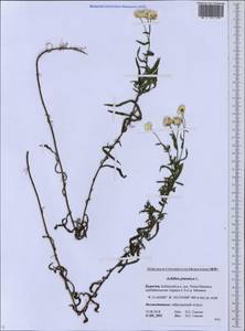 Achillea ptarmica subsp. ptarmica, Сибирь, Прибайкалье и Забайкалье (S4) (Россия)