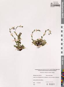 Незабудочник мохнатый (Ledeb.) Bunge, Сибирь, Чукотка и Камчатка (S7) (Россия)