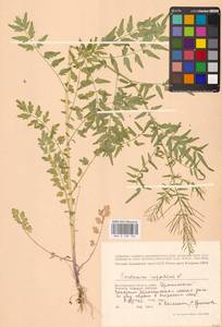 Сердечник недотрога L., Восточная Европа, Нижневолжский район (E9) (Россия)