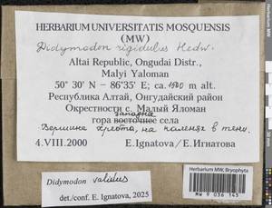 Didymodon validus Limpr., Гербарий мохообразных, Мхи - Западная Сибирь (включая Алтай) (B15) (Россия)