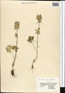 Борец круглолистный Kar. & Kir., Средняя Азия и Казахстан, Северный и Центральный Тянь-Шань (M4) (Киргизия)