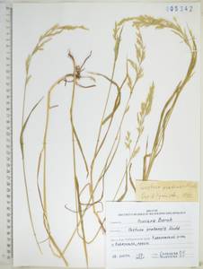 KHA5342, Lolium pratense (Huds.) Darbysh., Сибирь, Дальний Восток (S6) (Россия)