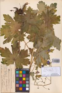 Живокость, Восточная Европа, Северный район (E1) (Россия)