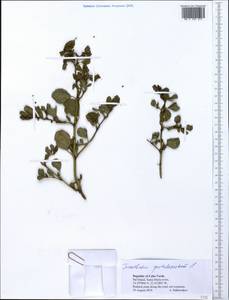 Trianthema portulacastrum L., Африка (AFR) (Кабо-Верде)