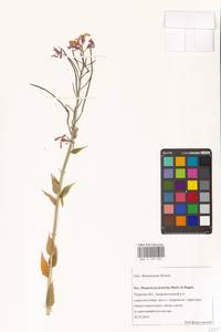 Вечерница густоволосистая Borbás & Degen, Восточная Европа, Северо-Западный район (E2) (Россия)