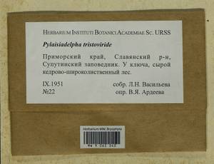 Pylaisiadelpha tristoviridis (Broth.) Afonina, H. Tsubota & Ignatova, Гербарий мохообразных, Мхи - Дальний Восток (без Чукотки и Камчатки) (B20) (Россия)