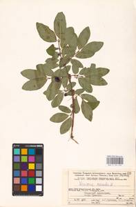 Жимолость голубая L., Восточная Европа, Северный район (E1) (Россия)