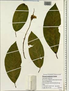 Polygala tonkinensis Chod., Зарубежная Азия (ASIA) (Вьетнам)