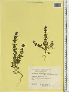 Lallemantia baldshuanica Gontsch., Зарубежная Азия (ASIA) (Афганистан)