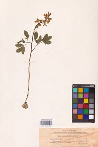 Хохлатка полая (L.) Schweigg. & Körte, Восточная Европа, Центральный район (E4) (Россия)