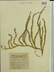 Spinulum annotinum subsp. annotinum, Восточная Европа, Северный район (E1) (Россия)