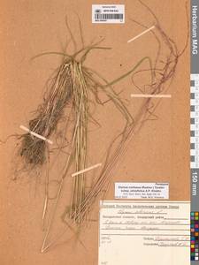 Пырейник смешиваемый (Roshev.) Tzvelev, Сибирь, Чукотка и Камчатка (S7) (Россия)