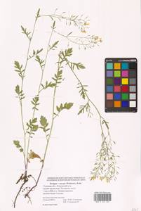 Rorippa × anceps (Wahlenb.) Rchb., Восточная Европа, Центральный район (E4) (Россия)